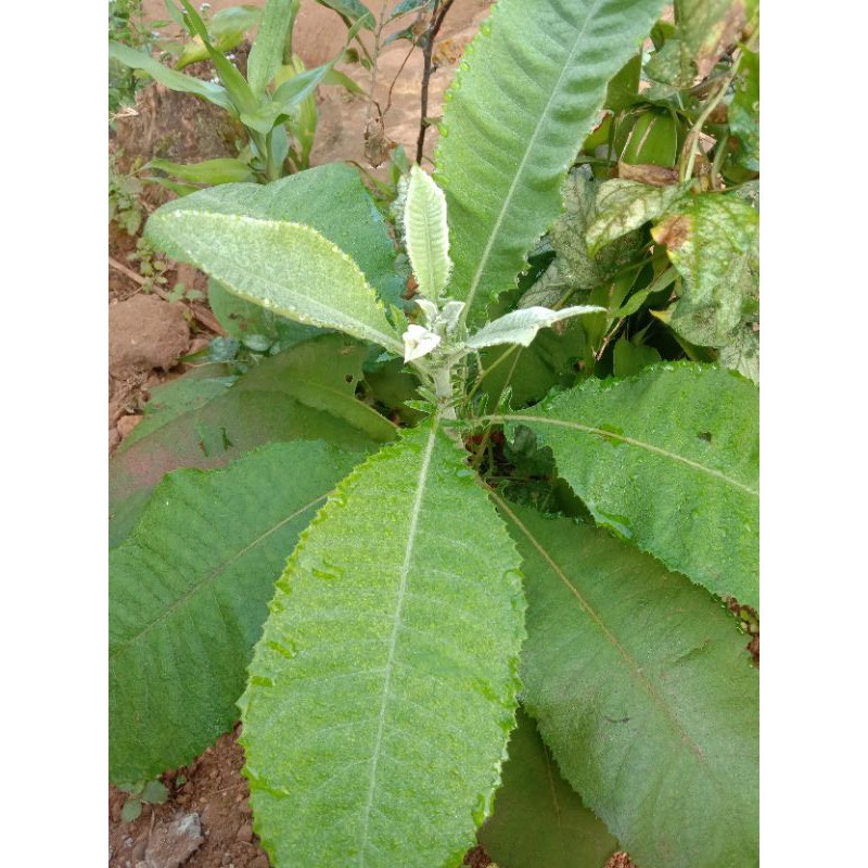

cod terbaik herbal Daun sembung /semung termurah 100 gram