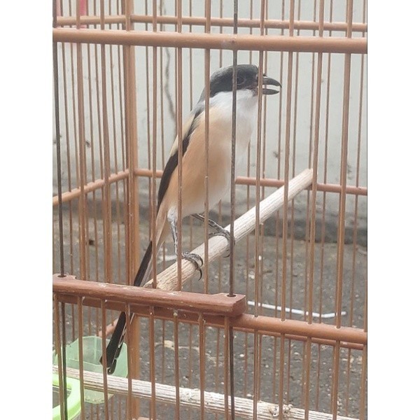 PENTET GACORAN JATIM ( GANTANGAN )