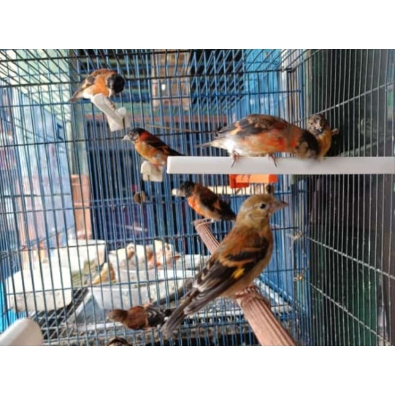 BURUNG REDSISKIN TROTOL JANTAN MUDA