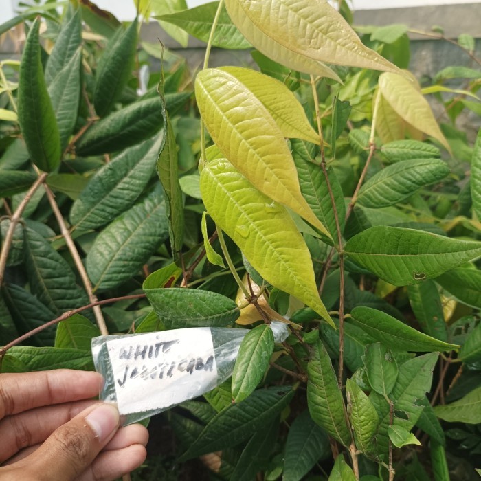 Bibit Tanaman Anggur Pohon Putih | White Jaboticaba