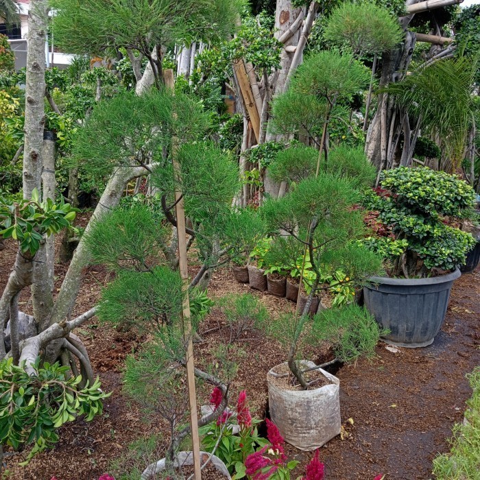Cemara Udang 1Meter+ - Casuarina equisetidolia - Tanaman Cemara Udang 1m+ lebih