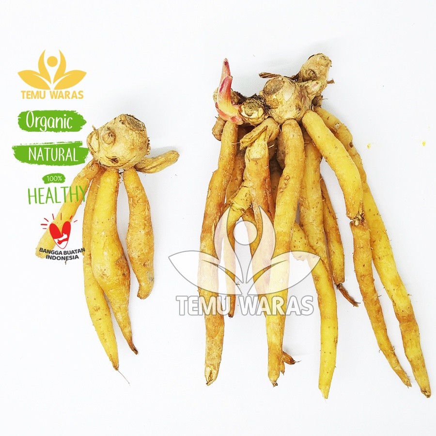 

Temu Kunci Segar 1kg Organik - Asli Gunung Kidul ready