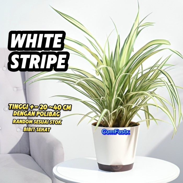 PANDAN TIKAR ORIGINAL VARIGATA GOLD STRIP | White Strip TANAMAN HIAS PANDANUS BAPTISTII VARIEGATED i