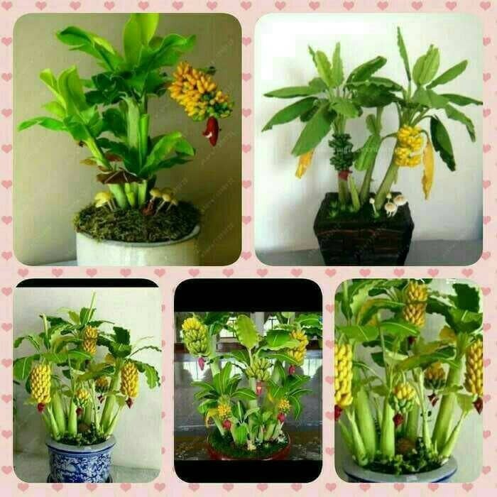 Tanaman Bibit Buah Pisang mini Bonsai  cepat berbuah