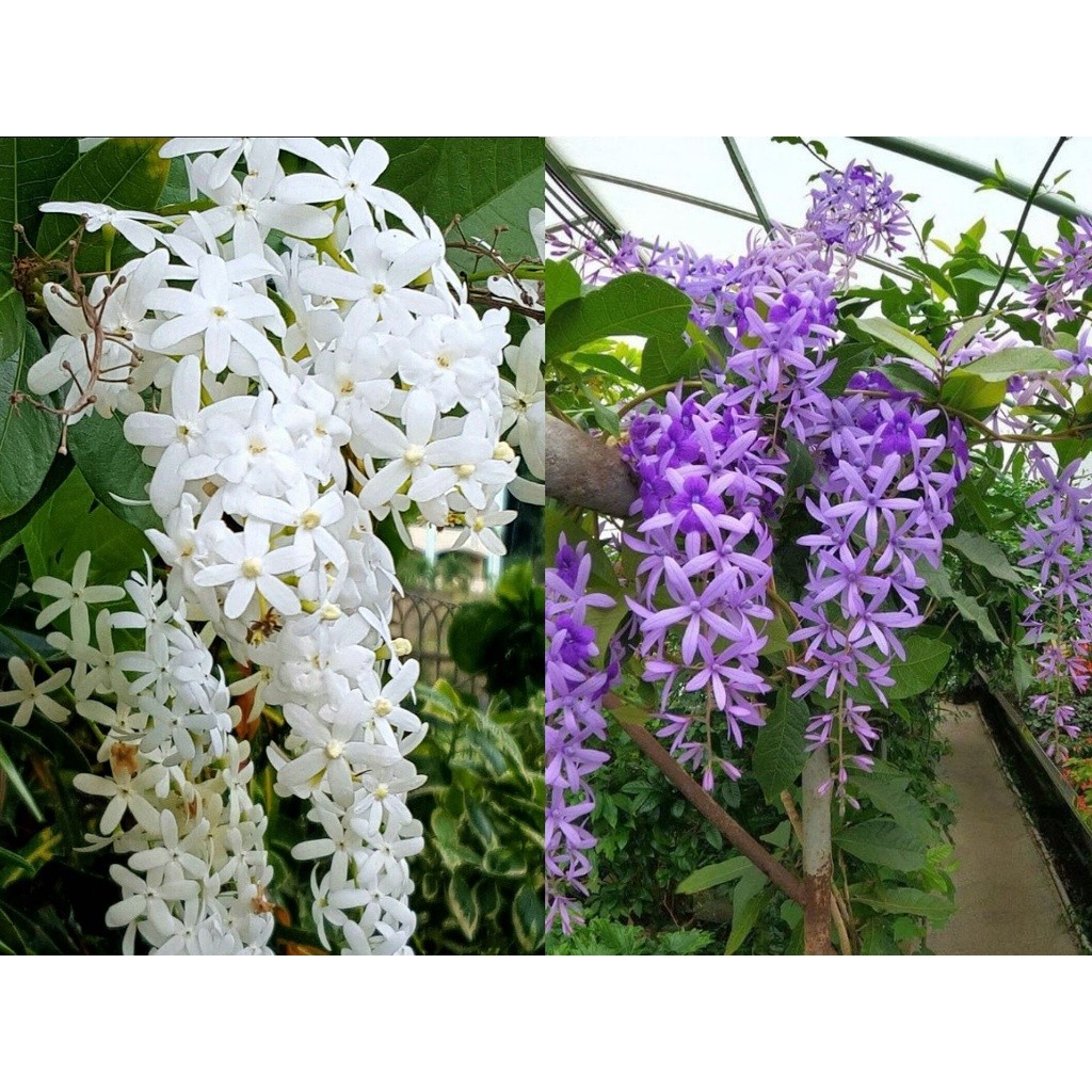 Bibit Tanaman Hias Merambat Bunga Petrea - Bunga Patrea - Bunga Merambat Petrea Volubilis