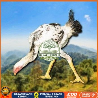 

telur tetas ayam shamo tarung spesial kontrol UD NAFII FARM ID