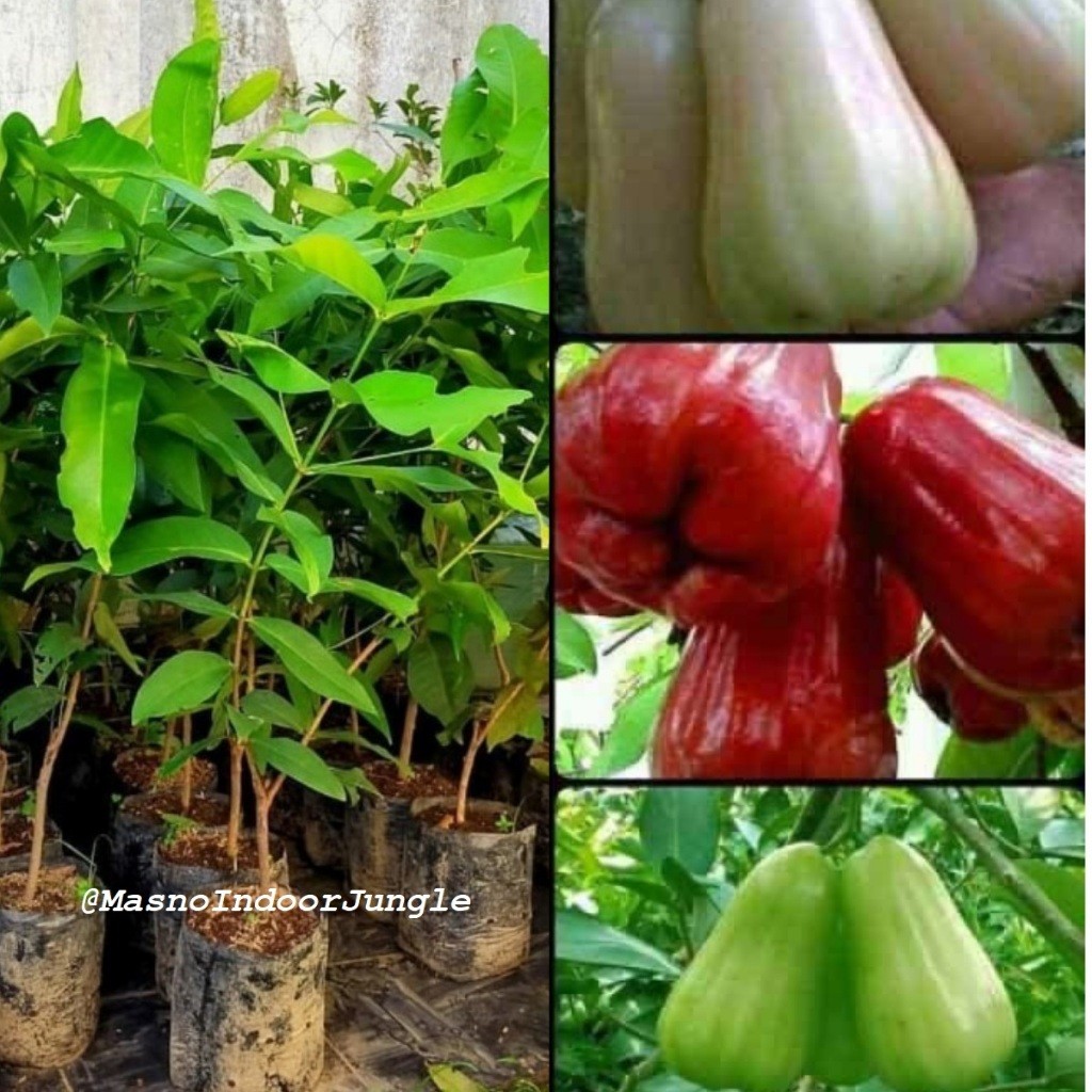 Bibit Tanaman Buah Jambu Air - Bibit Buah Jambu Air Bervariasi ( Cepat Berbuah )