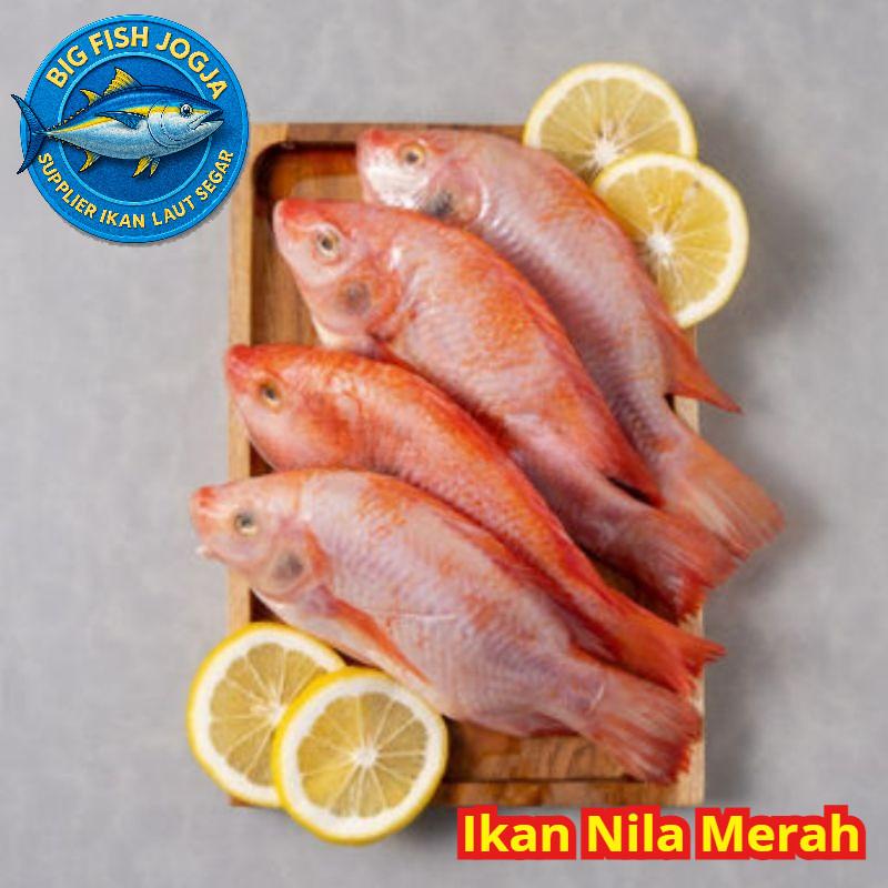 

Ikan Nila Merah Segar Bersih Sayur Segar Kirim Instan