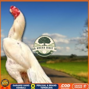 

telur ayam hias assel parrot Siap untuk di tetaskan UD ANEKA BIBIT ID