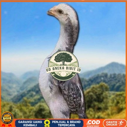 

telur tetas ayam shamo hitam UD ANEKA BIBIT ID