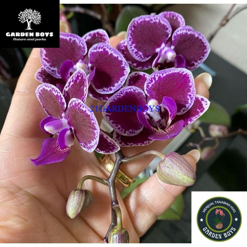 (TERMURAH) ANGGREK BULAN SPIKE TAIWAN .