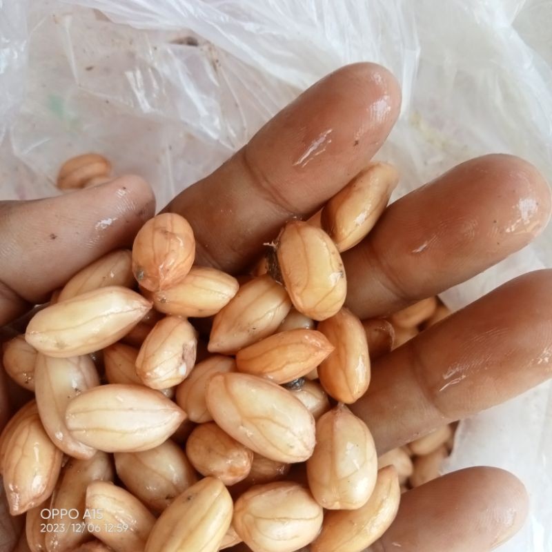 

kacang tanah/ bibit kacang tanah 1kg