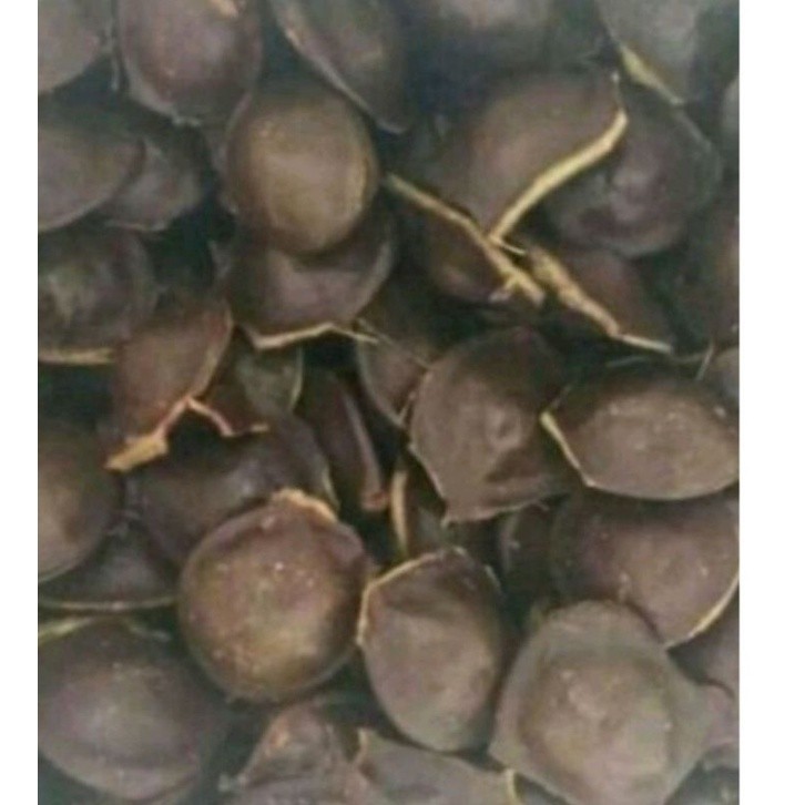 

Buah jengkol muda tidak di kupas Per 1 kilo