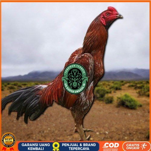 

PAMA NINJA TELUR FRESH PROMO FERTIL berkualitas unggul UD_SUPER_UNGGUL_ID