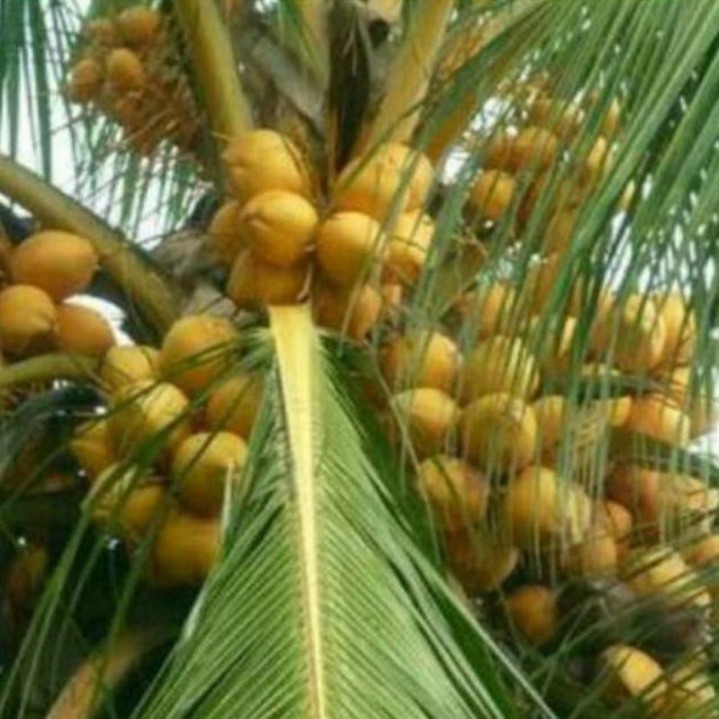 New Promo bibit kelapa gading genjah berkualitas Pucuk_Ibun_96