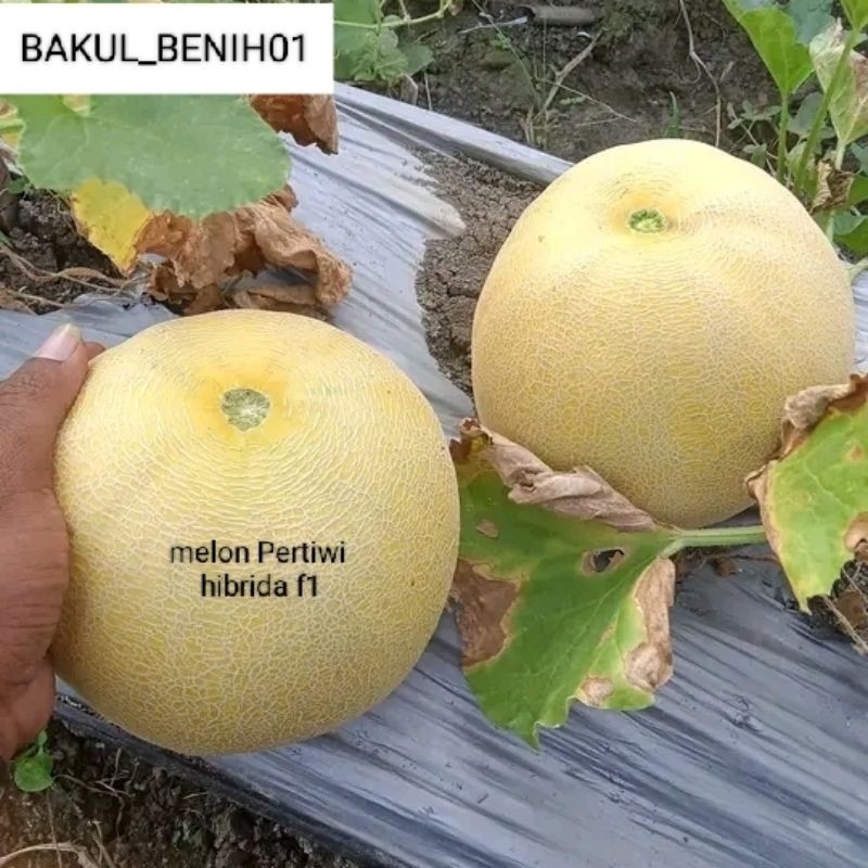 TERMURAH 150+ BENIH MELON PERTIWI HIBRIDA F1 BIBIT UNGGUL