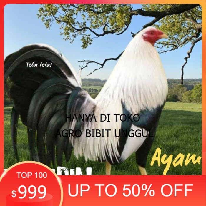 

telur ayam philipin asli AK47 bisa untuk di tetaskan super agro.bibit.unggul
