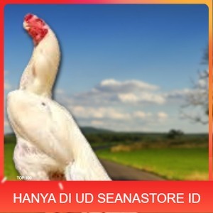 

telur ayam hias assel parrot Siap untuk di tetaskan UD SEANASTORE ID