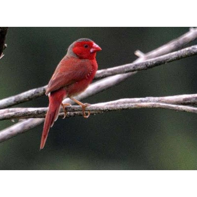 CRIMSON FINCH SEPASANG