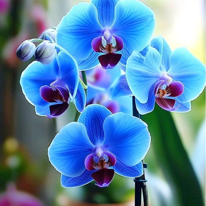 LING-LING TAMAN tanaman hias anggrek bulan neon blue // tanaman hias anggrek bulan Biru