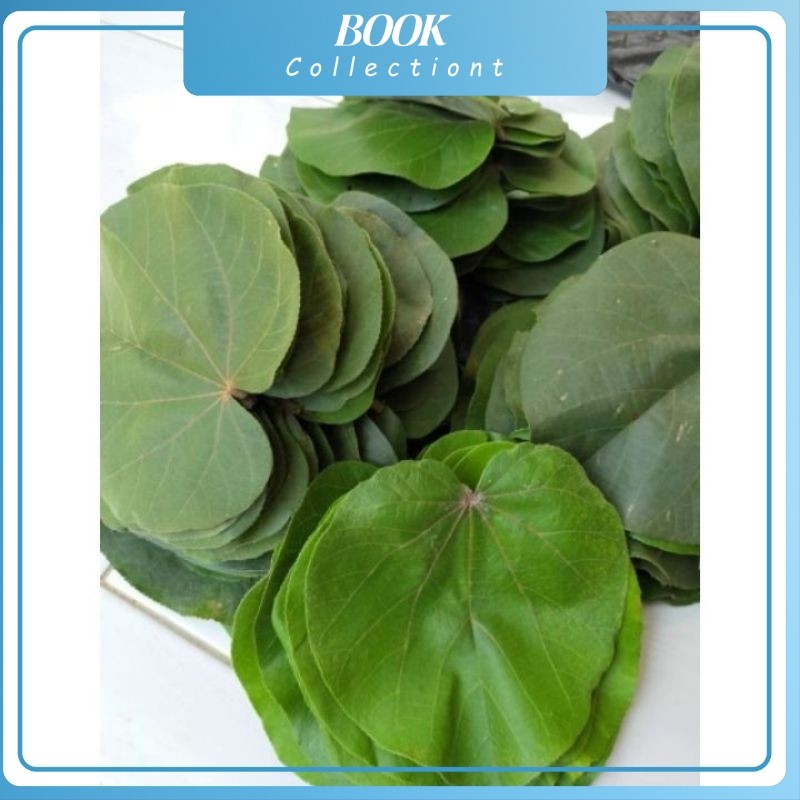 

Daun waru segar per 1 lembar