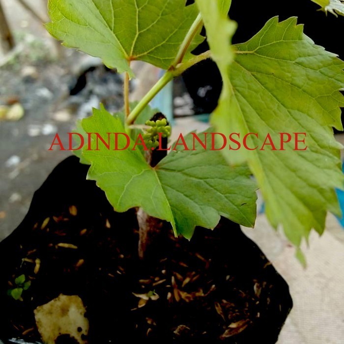 A.L Bibit Anggur red master- Pohon Anggur - Tanaman cepat berbuah