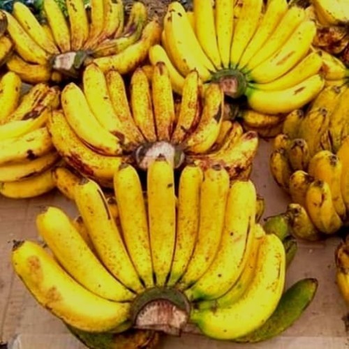 

Pisang Barangan Ukuran Sedang 1 Sisir | Sayur Segar Medan