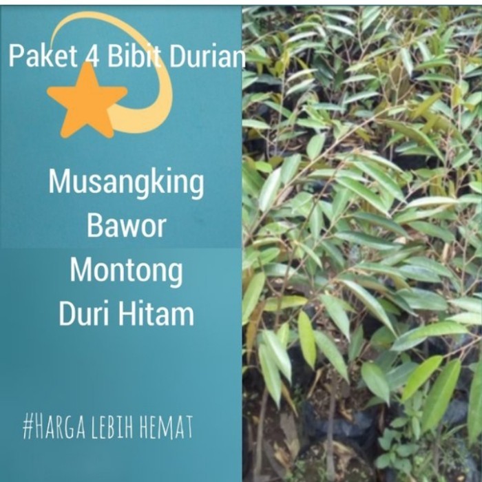 Paket 4 Bibit Durian Musangking-Bawor-Montong-Duri Hitam