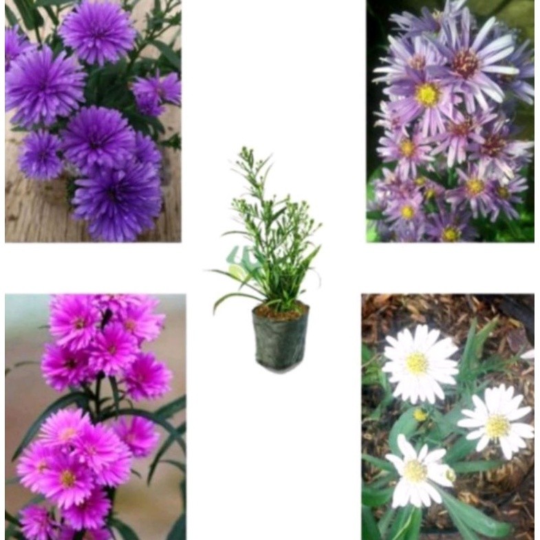 Tanaman Hias Bunga Pikok (Berbunga) - Bunga Pikok Dekorasi