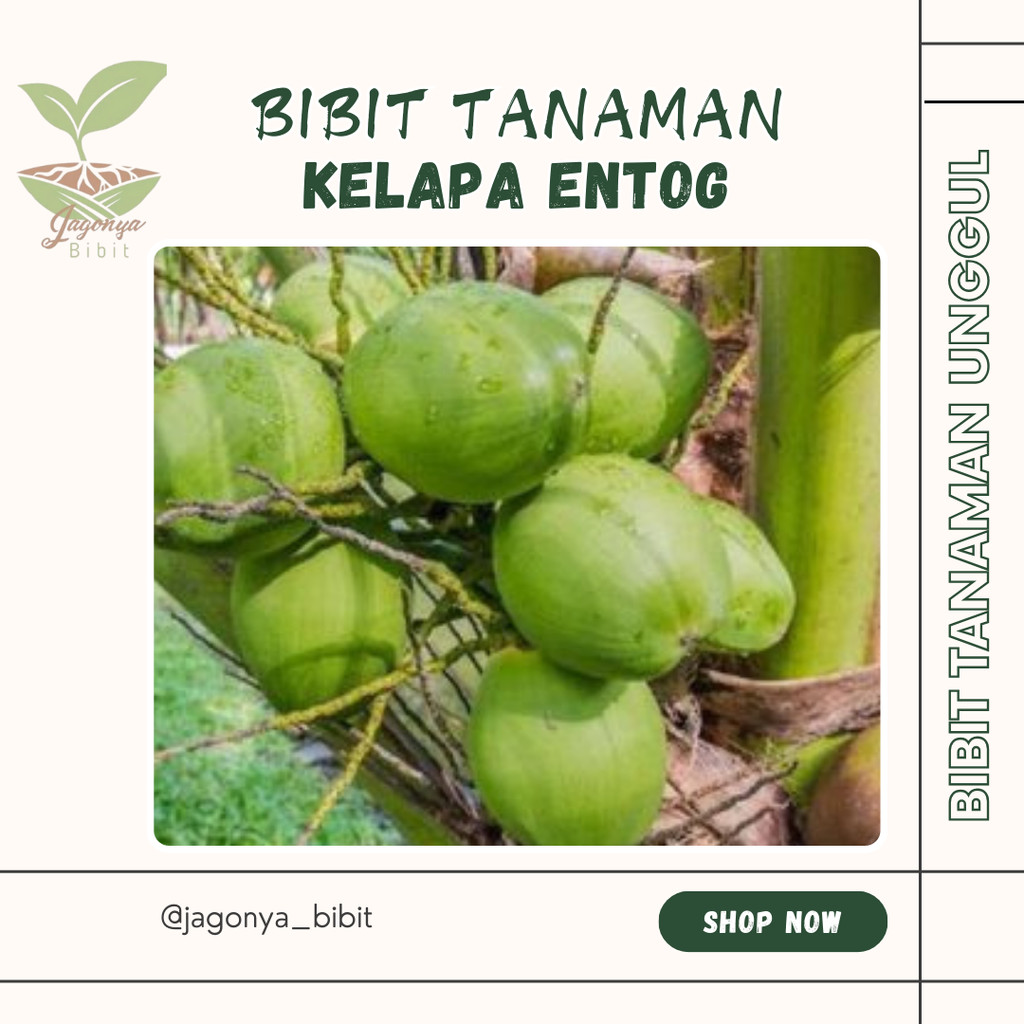 

KELAPA ENTONG