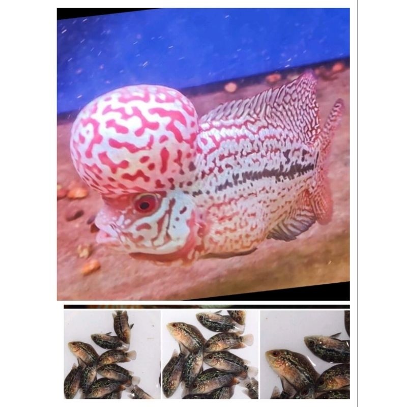 Terbaru Update Hiasan Aquarium Louhan Berkualitas Srm 3 cm