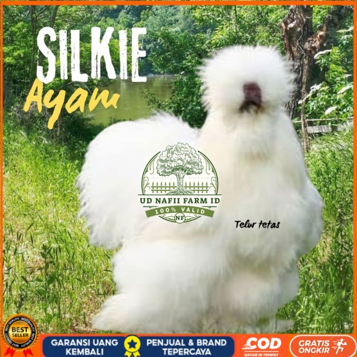 

telur ayam hias silkie original bisa untuk di tetaskan original berkualitas UD NAFII FARM ID