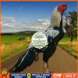 

telur ayam assel Parrot ori bisa untuk di tetaskan vertil UD NAFII FARM ID