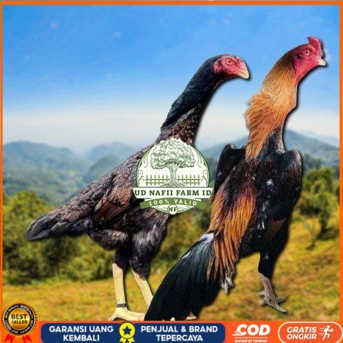 

telur tetas ayam shamo aduan jumbo UD NAFII FARM ID