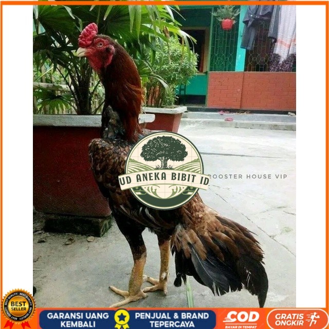 

telur tetas ayam aseel original berkualitas UD ANEKA BIBIT ID