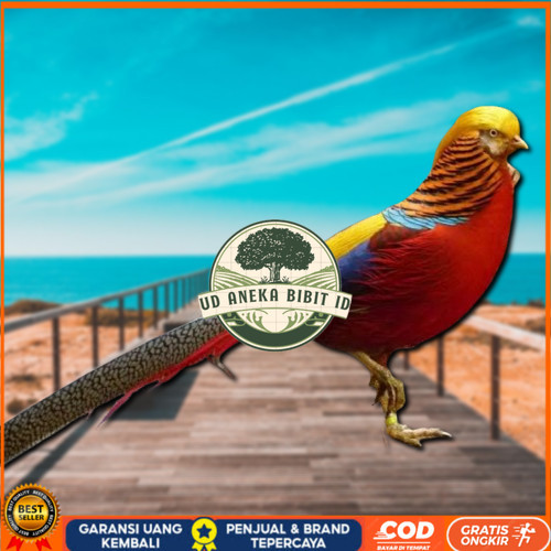 

telur ayam hias golden pheasant asli bisa untuk di tetaskan UD ANEKA BIBIT ID