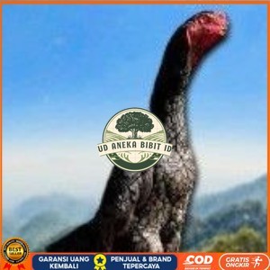 

telur ayam shamo super original UD ANEKA BIBIT ID