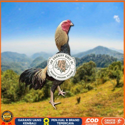 

telur tetas ayam shamo aduan siap di tetaskan UD GHANIYY BIBIT ID