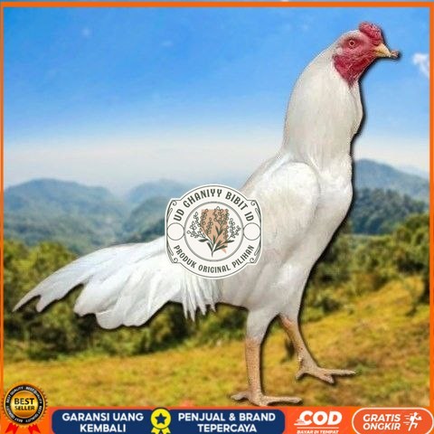 

telur tetas ayam shamo petarung bangkok UD GHANIYY BIBIT ID