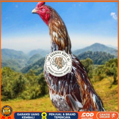 

telur tetas ayam shamo valid UD GHANIYY BIBIT ID