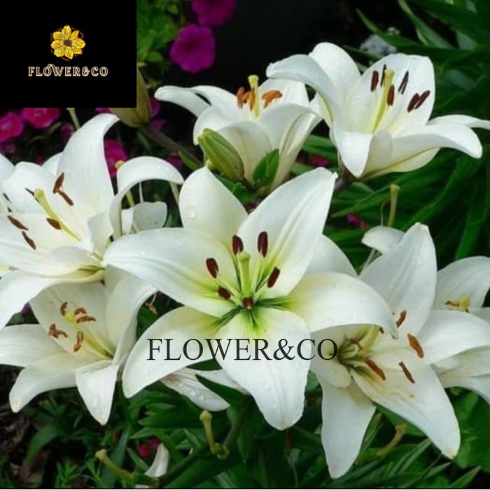 Tanaman Hias Bakung Amarilys Bunga Putih besar / amarilis bakung bunga - Bunga Hias Bakung - bunga a