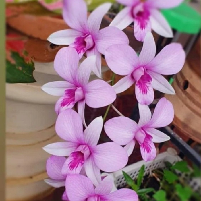 Tanaman hias anggrek dendrobium mentangai _ sp kalimantan