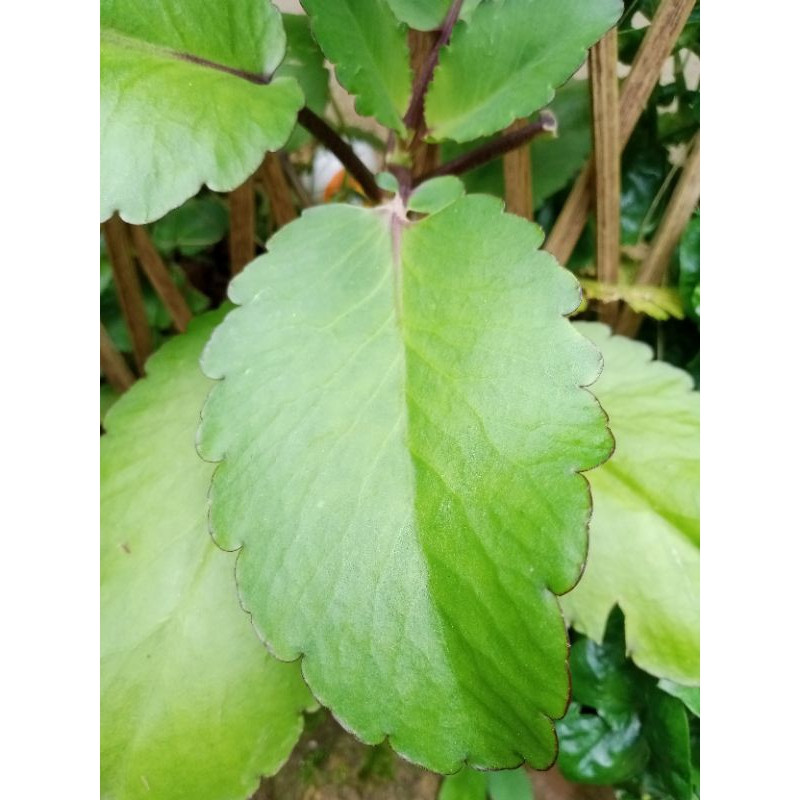 

15 lembar daun cocor bebek-daun buntiris segar