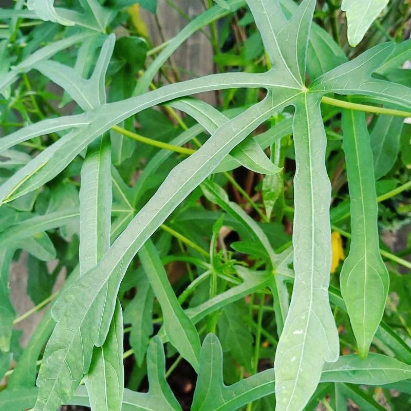 

Daun Gedi/Mustajab/Kalingsir Segar (300 Gram)