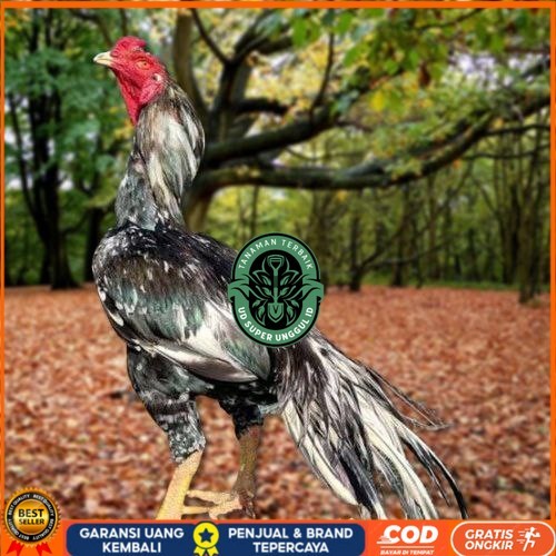 

Telur Ayam Pakhoy Trah Pitt Bull Vertil Siap Di Tetaskan Jaminan Super Oiginal Bergaransi UD_SUPER_UNGGUL_ID