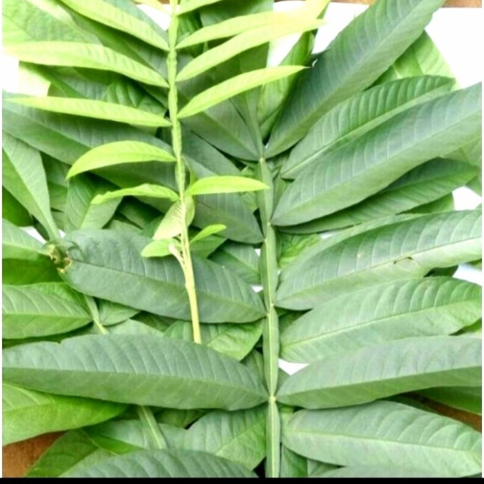 

Daun Sungkai Segar 150 Gram