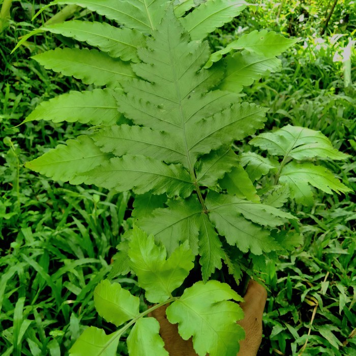 

Tectaria Gemmifera Asli Hutan(Fresh)