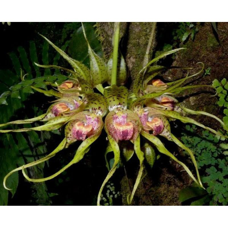 Anggrek Bulbophyllum Binnendijkii  | Bulbo Binnendijki Rawatan