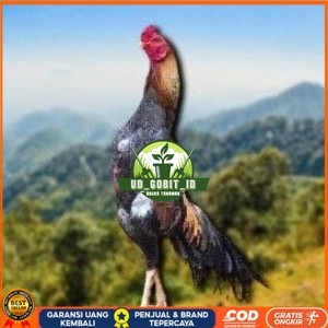 

telur tetas ayam shamo petarung jumbo valid super garansi UD_GOBIT_ID