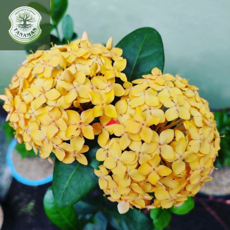 {BISA COD} tanaman bunga asoka kuning tanaman asoka bunga kuning pohon asoka hawai daun besar